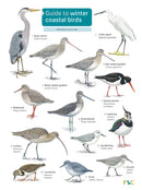 Guide to winter coastal birds-9781908819390