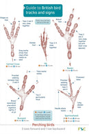Guide to British bird tracks and signs