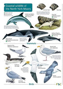 Coastal wildlife of the North York Moors-9781908819642