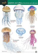 Jellyfish and allies of the British and Irish Coast-9781908819734