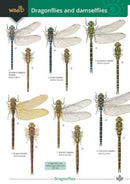 Dragonflies and damselflies-9781908819833