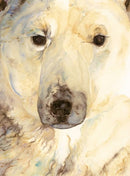 Ice Bear, The - Artist Edition-9781912213368