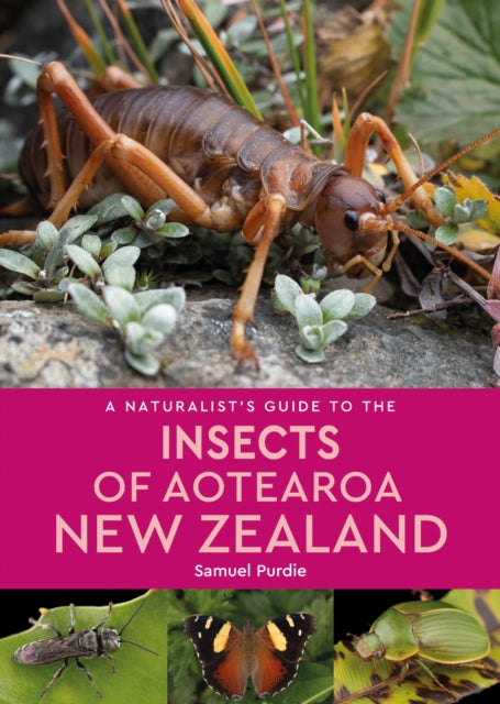 A Naturalist’s Guide to the Insects of Aotearoa New Zealand