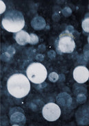 Shimmers-9781916905467