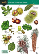 Autumn fruits and seeds-9781917154048