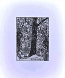 Woods-9781940881621