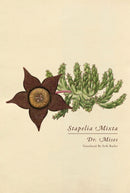 Stapelia Mixta-9781962728010