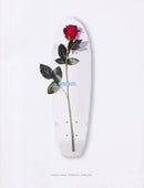 A Curious Catalogue-9783905714920