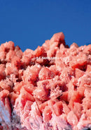 After Nature Ulrike Crespo Photography Prize 2025 - Lisa Barnard-9783960701279
