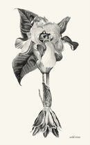 wild irises-9789090298979