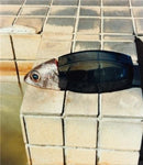 Tokyo Fishgraphs 2020-9789188113597