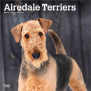 Airedale Terriers 2026 Square Flap Calendar-9798330702015