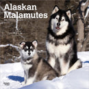 Alaskan Malamutes 2026 Square Flap Calendar-9798330702053