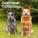 Australian Cattle Dogs 2026 Square Flap Calendar-9798330702190
