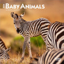 Baby Animals 2026 Mini 7x7 Calendar-9798330702237
