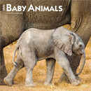 Baby Animals 2026 Square Flap Calendar-9798330702244