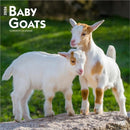 Baby Goats 2026 Square Flap Calendar-9798330702268