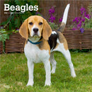 Beagles 2026 Square Flap Calendar-9798330702381
