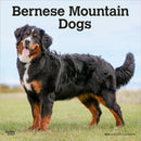 Bernese Mountain Dogs 2026 Square Flap Calendar-9798330702398