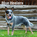 Blue Heelers 2026 Square Flap Calendar-9798330702527