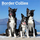 Border Collies 2026 Square Flap Calendar-9798330702565
