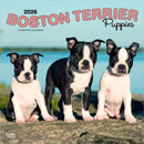 Boston Terrier Puppies 2026 Square Flap Calendar-9798330702596