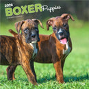 Boxer Puppies 2026 Square Flap Calendar-9798330702626