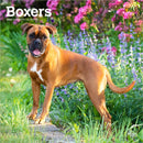 Boxers International Edition 2026 Square Flap Calendar-9798330702633