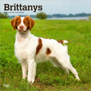 Brittanys 2026 Square Flap Calendar-9798330702640