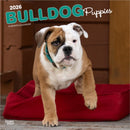 Bulldog Puppies 2026 Square Flap Calendar-9798330702664