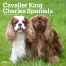 Cavalier King Charles Spaniels 2026 Square Flap Calendar-9798330702824
