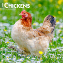 Chickens 2026 Square Flap Calendar-9798330702909