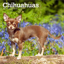 Chihuahuas 2026 Square Flap Calendar-9798330702947