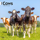 Cows 2026 Square Flap Calendar-9798330703067
