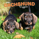 Dachshund Puppies 2026 Square Flap Calendar-9798330703098
