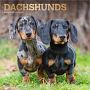 Dachshunds 2026 Square Flap Foil Calendar-9798330703128