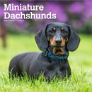 Dachshunds, Miniature 2026 Square Flap Calendar-9798330703135