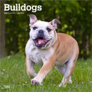 Bulldogs 2026 Square Flap Calendar-9798330703210