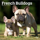 French Bulldogs 2026 Square Flap Calendar-9798330703302