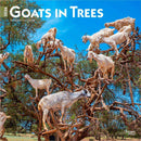 Goats in Trees 2026 Square Flap Calendar-9798330703449