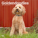 Goldendoodles 2026 Square Flap Calendar-9798330703500