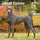 Great Danes 2026 Square Flap Calendar-9798330703524