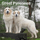 Great Pyrenees 2026 Square Flap Calendar-9798330703531