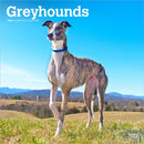 Greyhounds 2026 Square Flap Calendar-9798330703555