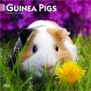 Guinea Pigs 2026 Square Flap Calendar-9798330703579
