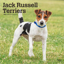 Jack Russell Terriers 2026 Square Flap Calendar-9798330703975