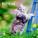 Kittens, For the Love of 2026 Mini 7x7 Calendar-9798330704132