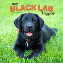 Labrador Retriever Puppies, Black 2026 Square Flap Calendar-9798330704194