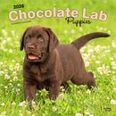 Labrador Retriever Puppies, Chocolate 2026 Square Flap Calendar-9798330704200