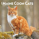 Maine Coon Cats 2026 Square Flap Calendar-9798330704460
